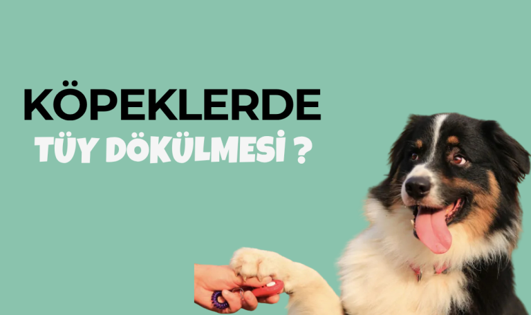 köpeklerde tüy dökülme nedenleri
