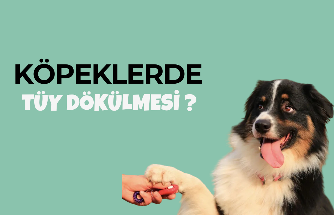 köpeklerde tüy dökülme nedenleri