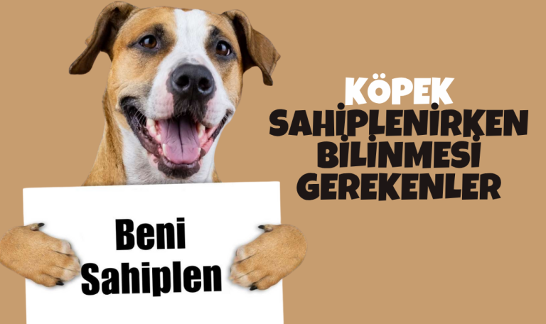 Köpek Sahiplenmek için Yapılması Gerekenler