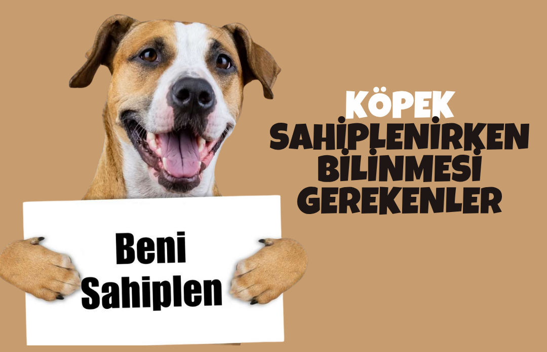 Köpek Sahiplenmek için Yapılması Gerekenler