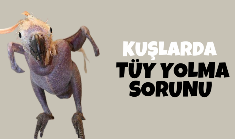 Kuşlarda Tüy Yolma: Nedenleri, Belirtileri ve Tedavi Yöntemleri