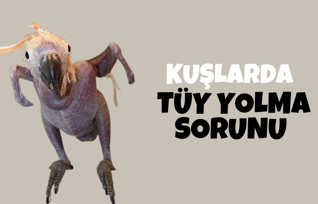 Kuşlarda Tüy Yolma: Nedenleri, Belirtileri ve Tedavi Yöntemleri